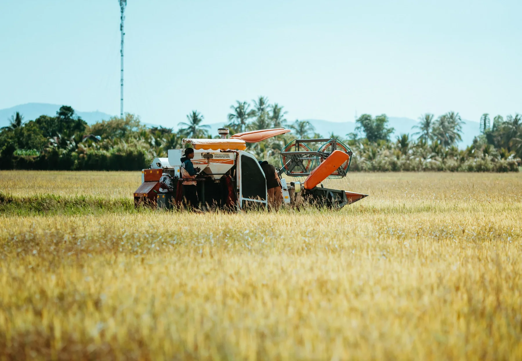 A combine harvester working a ripe paddy field, palms and hills behind